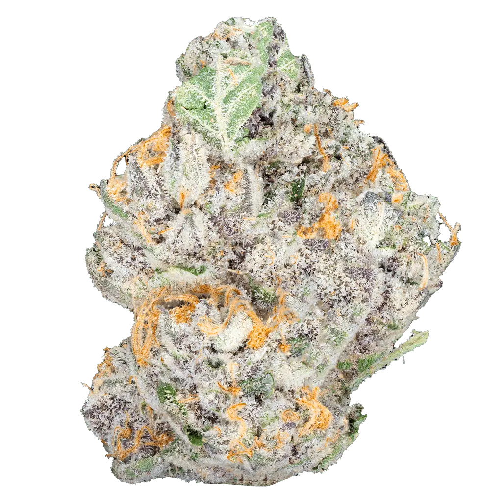 DSC00037_84bb2a72-ad12-4f8b-a569-66eb6f487b62