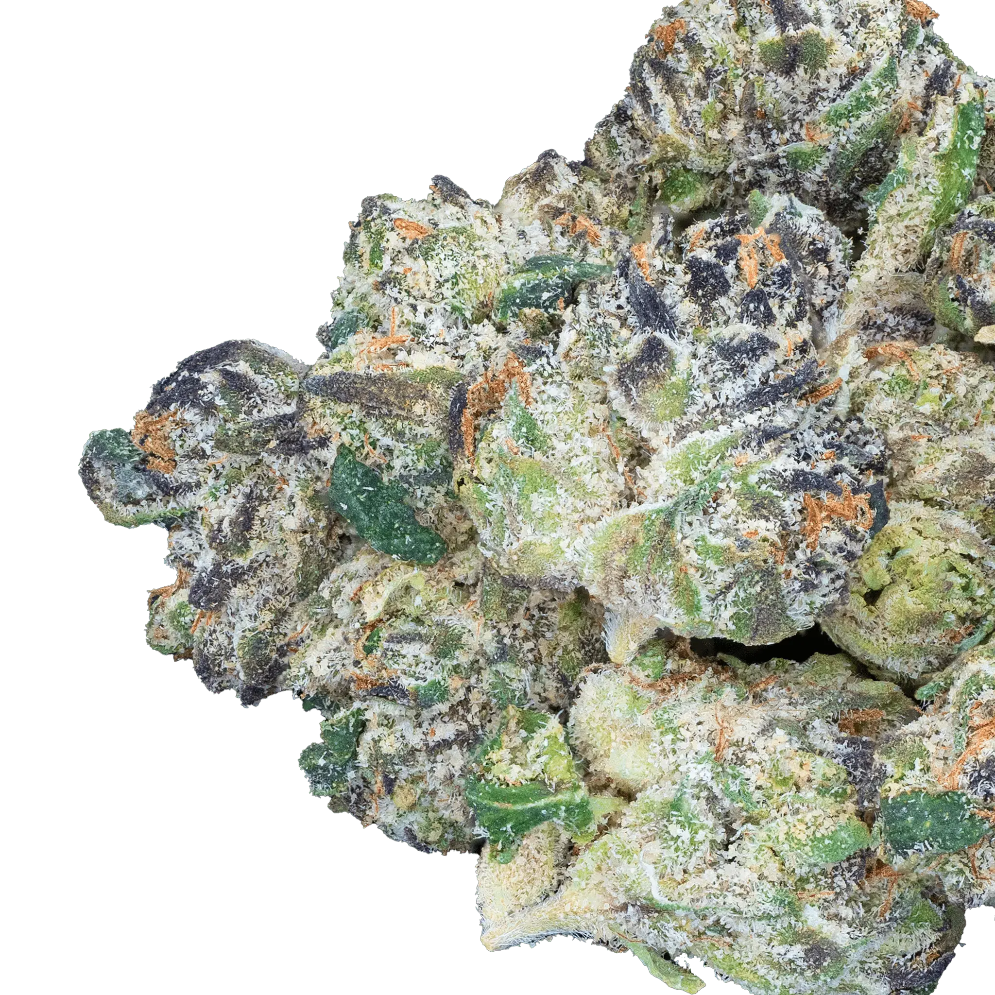 DSC003951_992af214-ffd5-4a74-a378-9b5603ff24ae