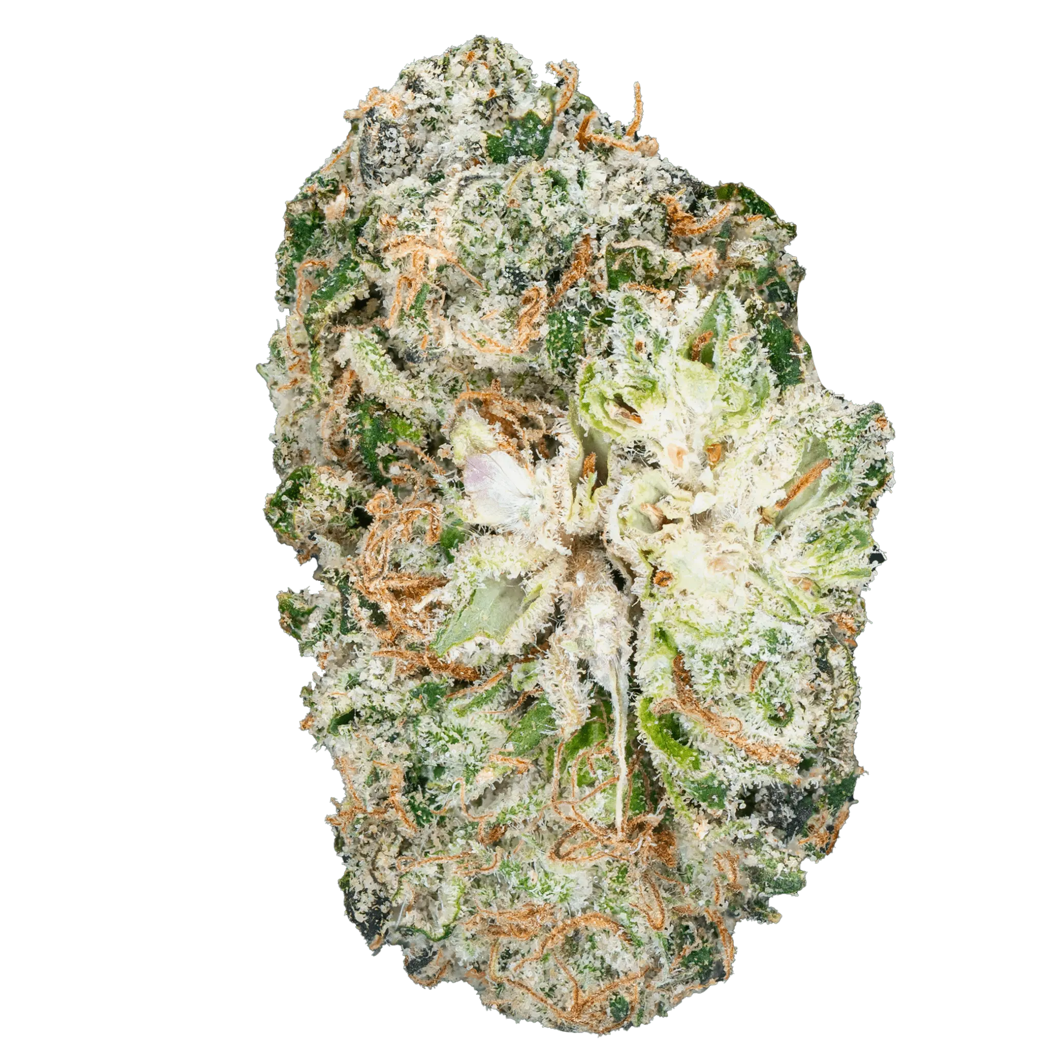 DSC01291hai-iced-tea-strain