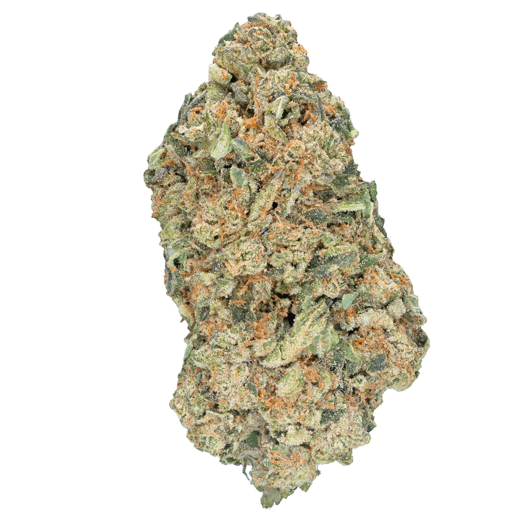 DSC05731_daa63f7a-dfd9-4eed-a1fa-23b7e353dddb