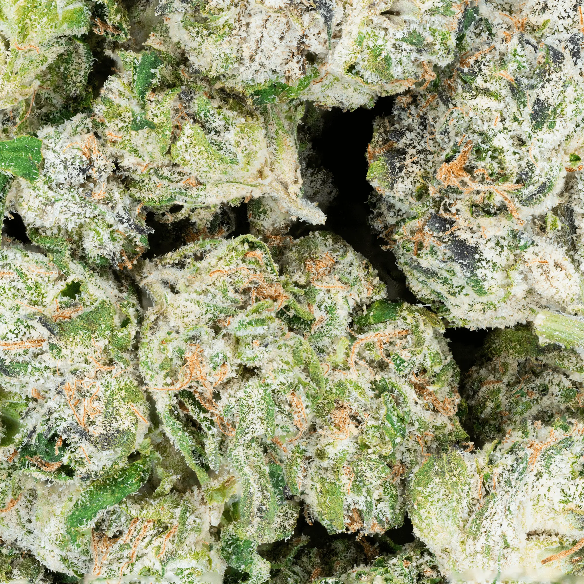 DSC08553_761b979d-1955-40c4-a0c5-606aef92a65d