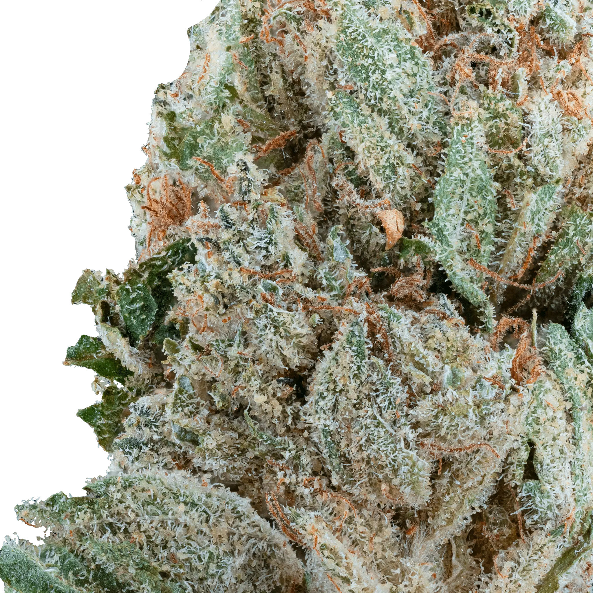 strawberry-express-thca-flower2