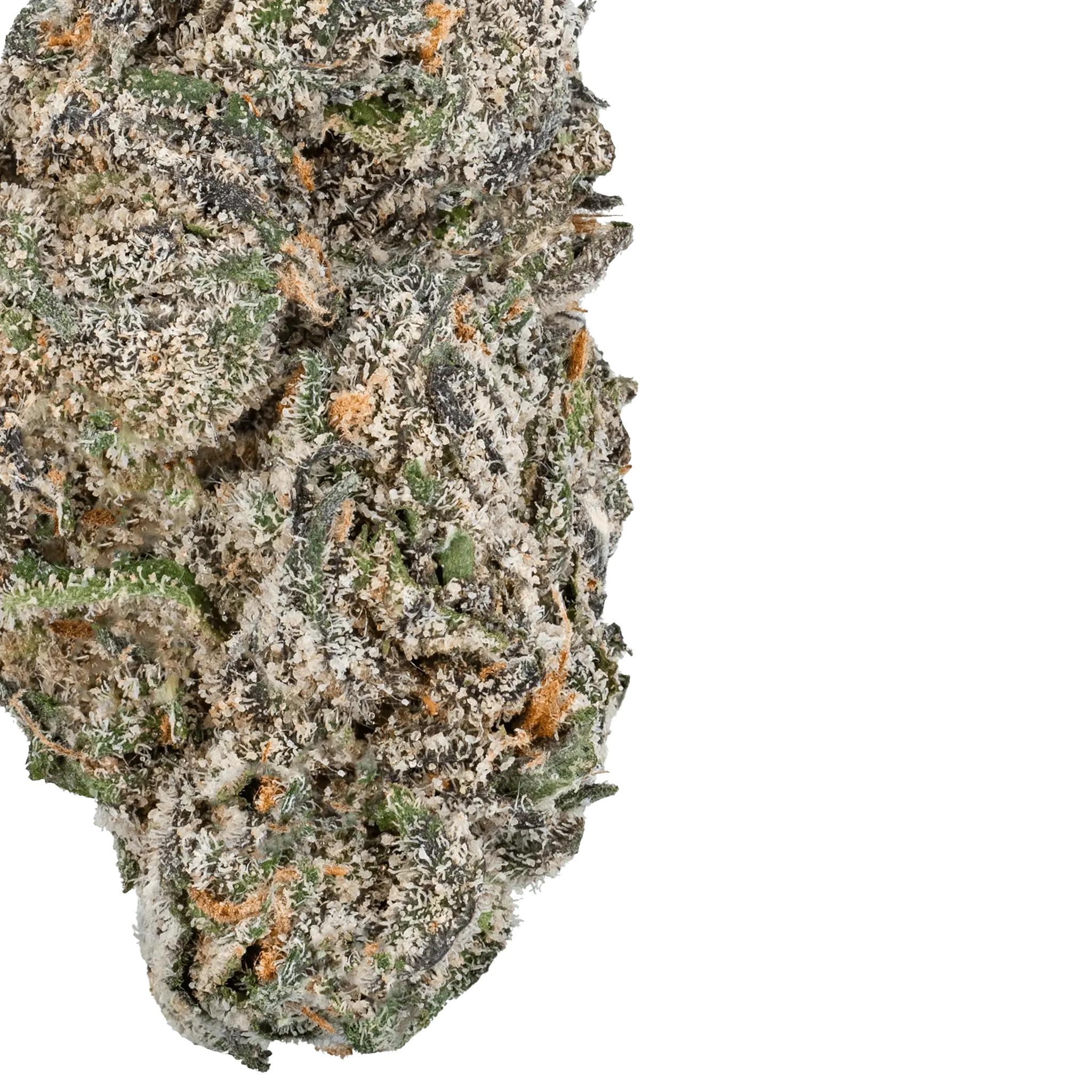 white-truffle-thca-flower7